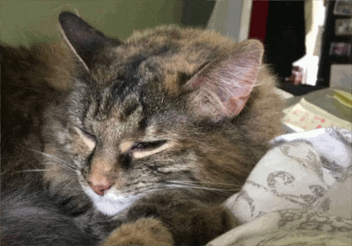 Mazie the Lazy Cat - GIF