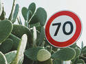 The Speed Of Cactus