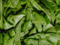 Green Lettuce, 8 entries