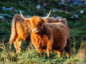 Highland Cattle, 3 entries