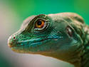 Lizard Closeup