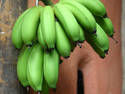 Green Bananas, 5 entries
