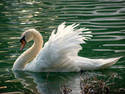 Swan, 6 entries