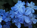 Blue Flowers, 12 entries