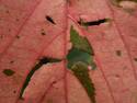 Brittle Pink Leaf