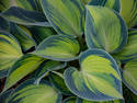 Bluish Green Leaves