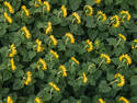 Sunflower Field, 3 entries