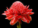 Torch Ginger Blossom, 9 entries
