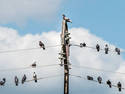 Birds on Wires, 8 entries
