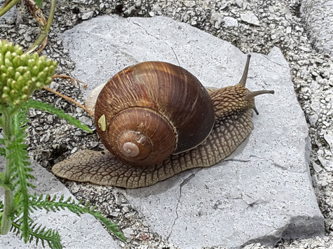Snail on Stone 