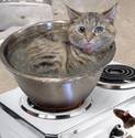 Kitty Boil