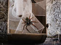 Industrious Spider