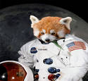space red panda