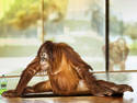 Orangutang Fitness