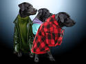 Well Dressed Mutts
