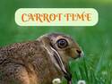 carrot time
