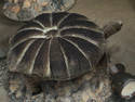 the Bread Turtle